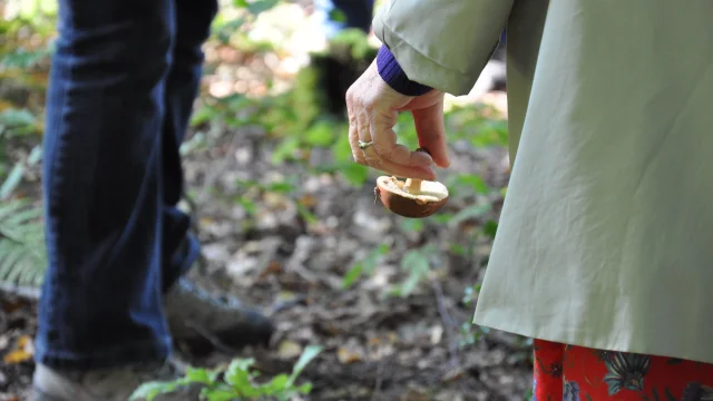 Une femme tient un champignon dans sa main lors d'une balade à la forêt d'Arques