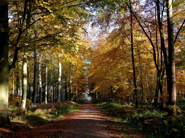 Une chemin au milieu d'une forêt aux couleurs d'automne