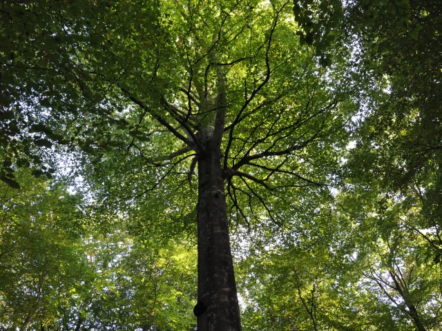 Vue du bas sur un très grand hêtre verdoyant dans une forêt